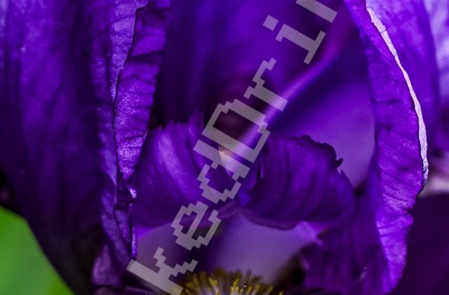 The Purple Flower