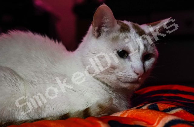 White Cat