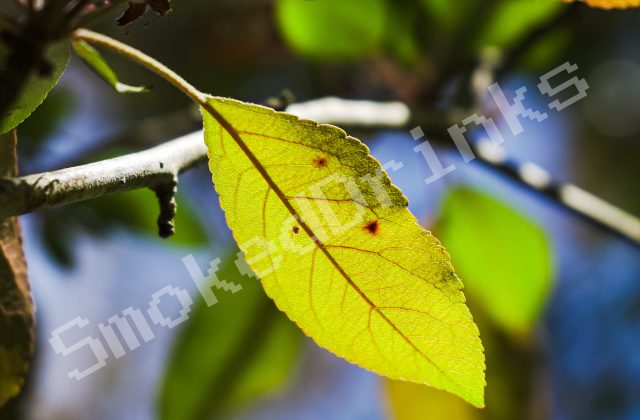 Yellow leaf