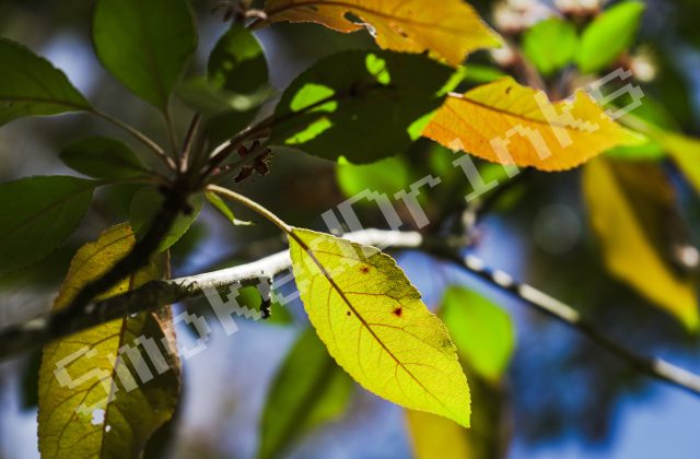 Yellow leaf and friends