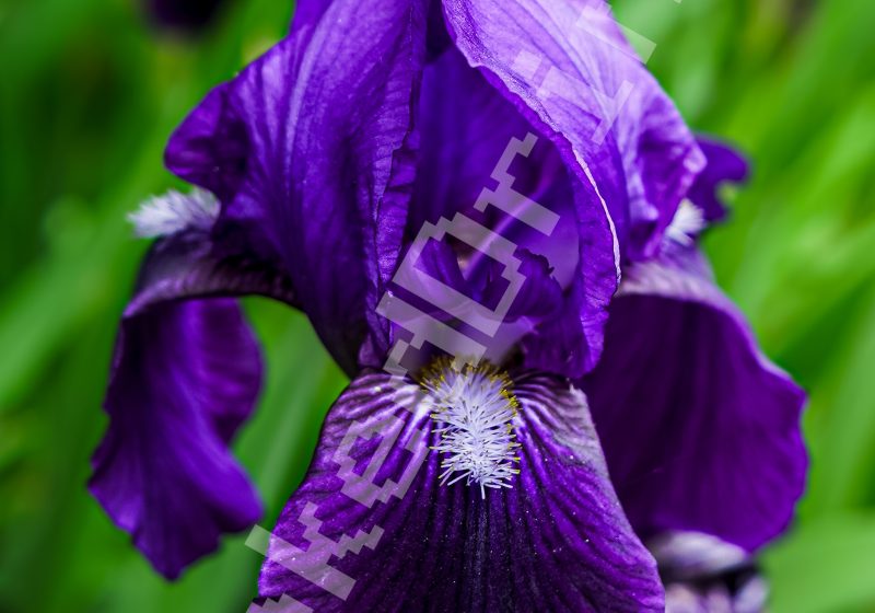 Purple Flower