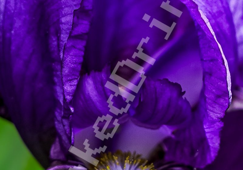 The Purple Flower