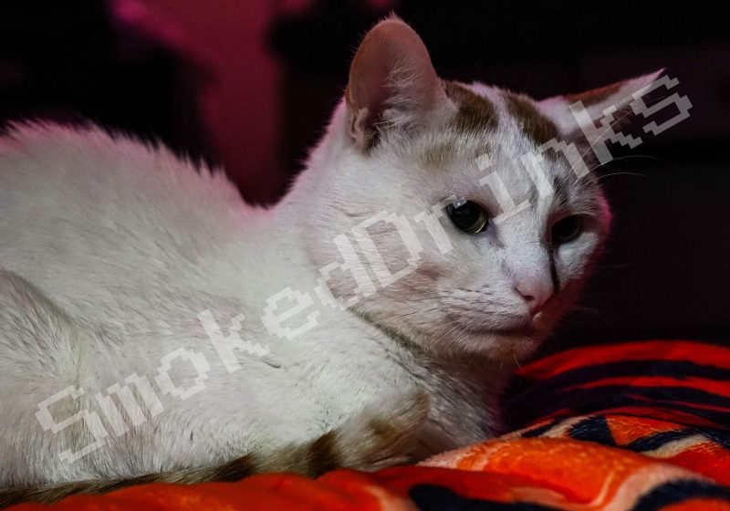 White Cat