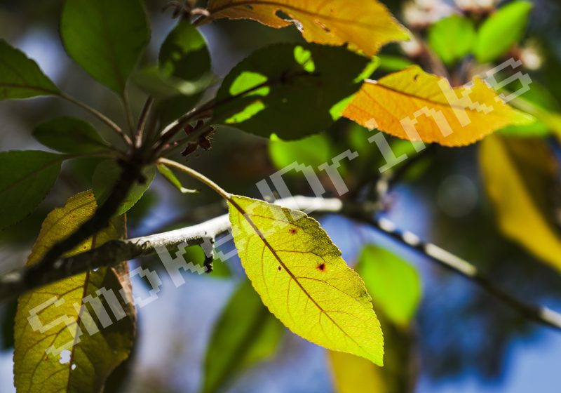 Yellow leaf and friends