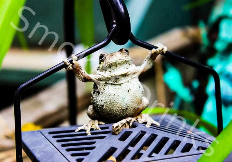 Frog