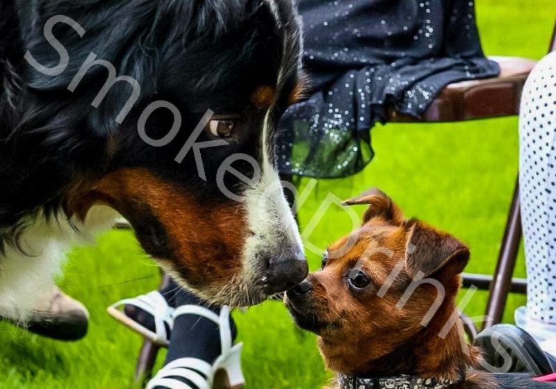 Dogs kissing
